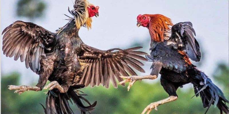 Khám phá kinh nghiệm chọn gà chọi dựa trên vảy tam tài